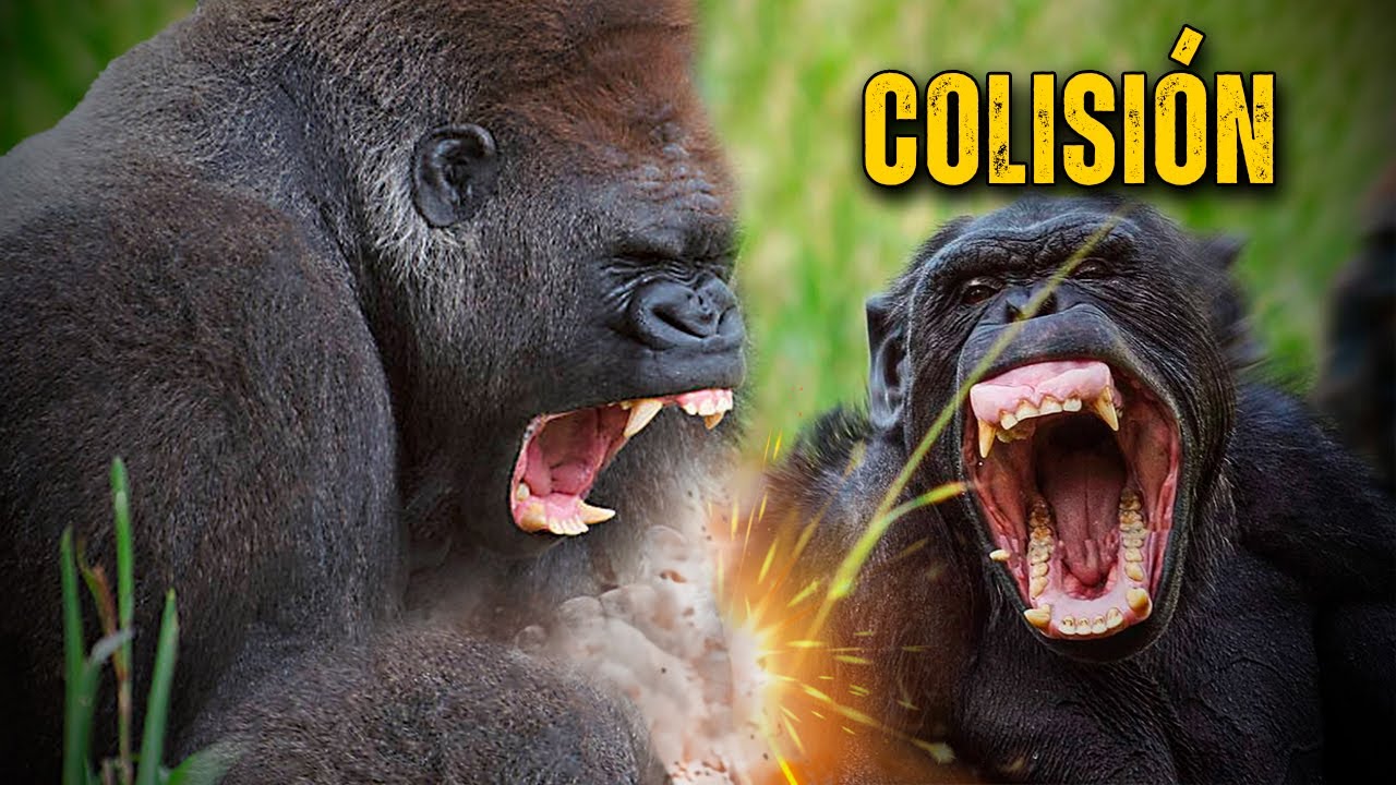 &iquest;Qui&eacute;n GANAR&Iacute;A en una PELEA entre ANIMALES HERB&Iacute;VOROS?