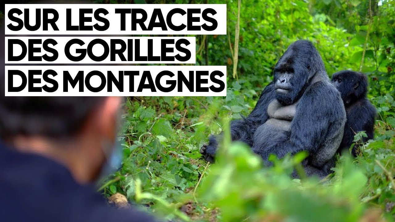 SUR LES TRACES DES GORILLES DES MONTAGNES (RWANDA)