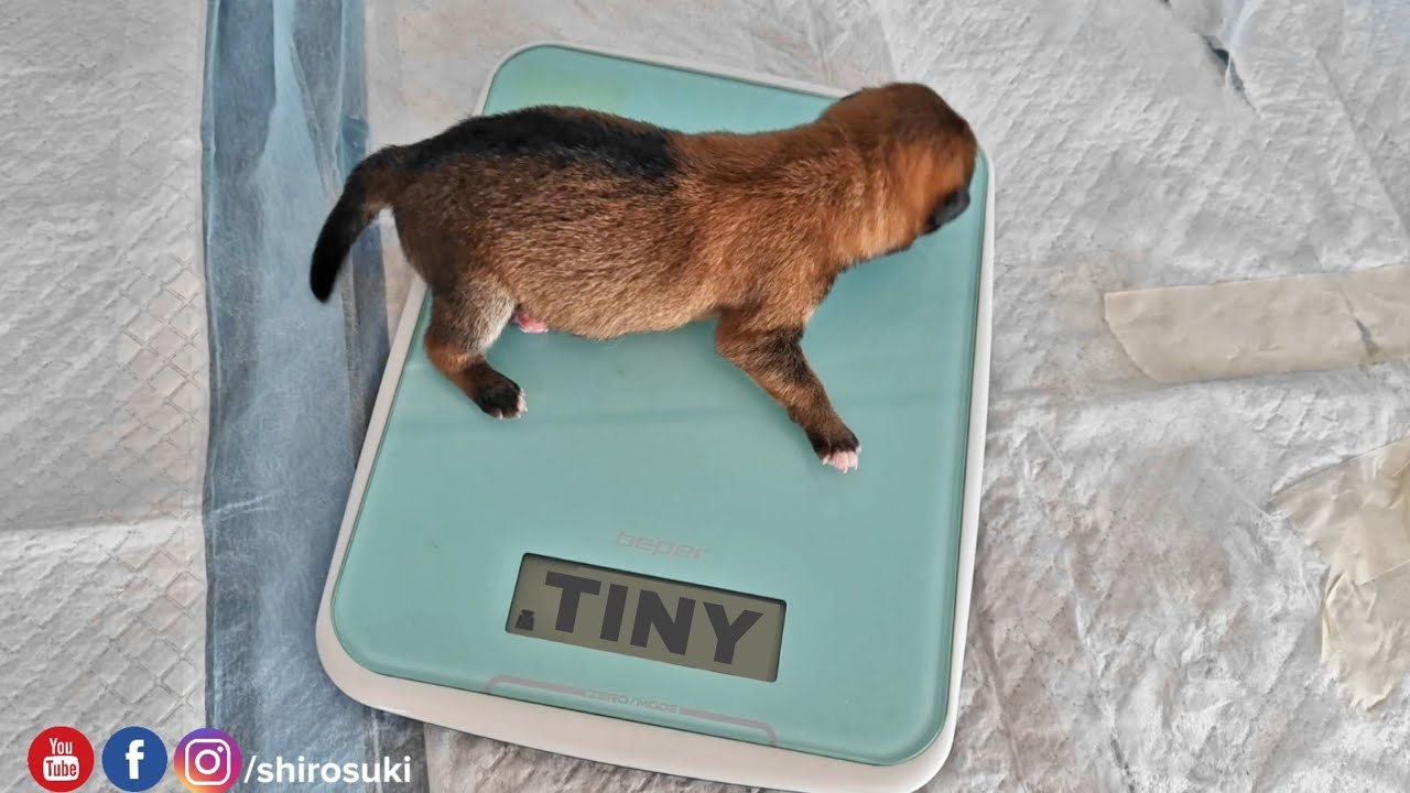 Weighing the Potat for the 1st time ❤️