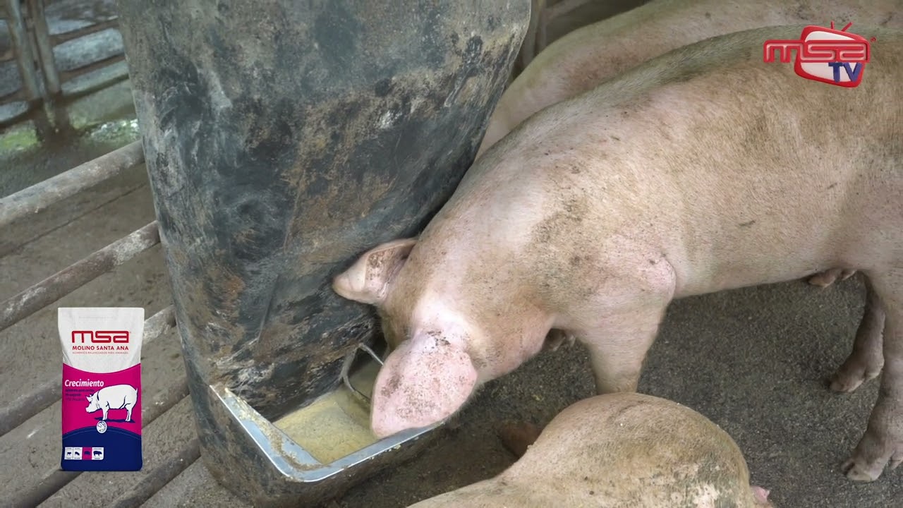 Alimento Pelet o Alimento en Harina para Cerdos