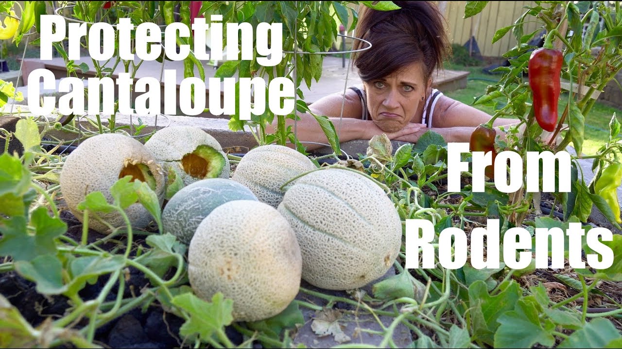 2 Easy Ways To Protect Cantaloupe & Melons from Rodents // CaliKim Cam