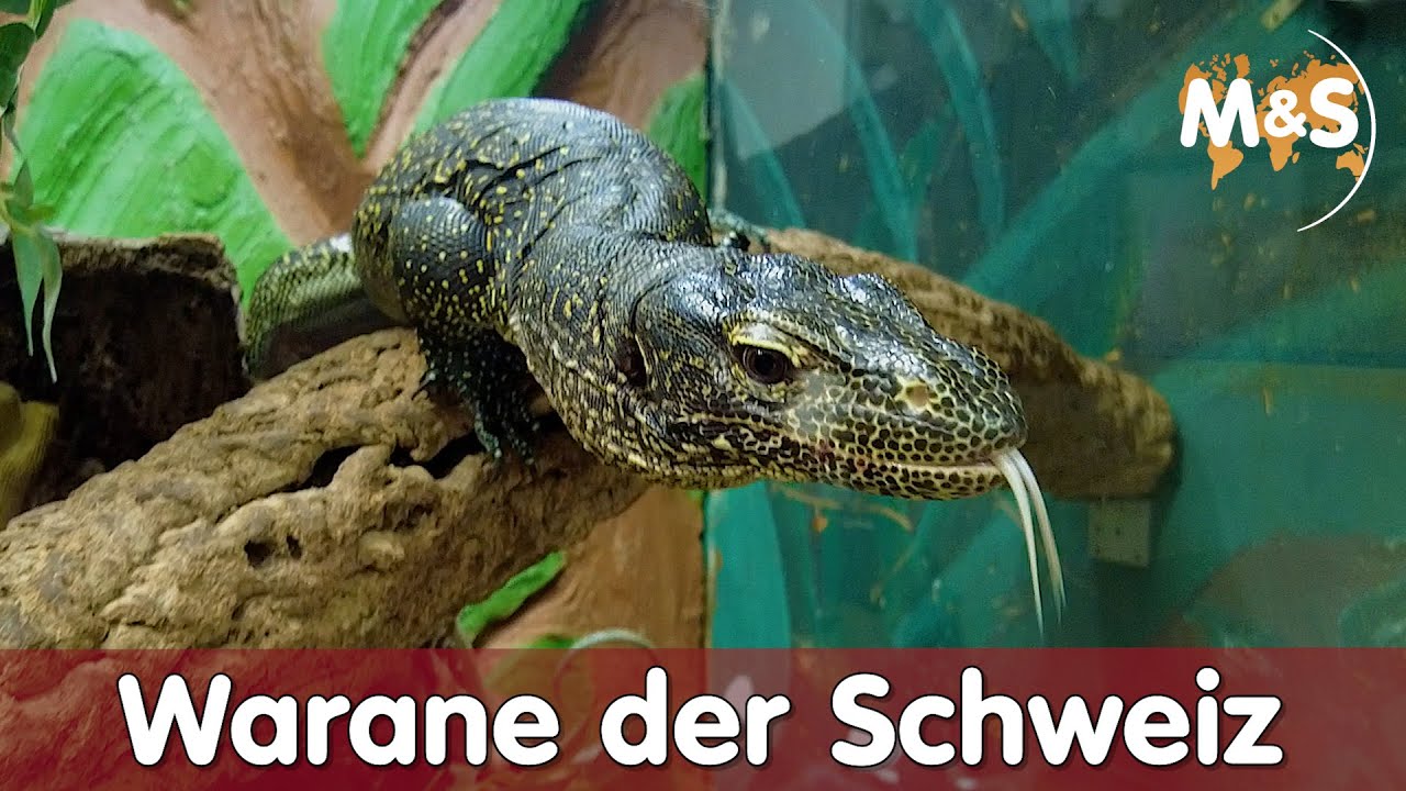 Warane der Schweiz | Homestory Pascal | Teil 2