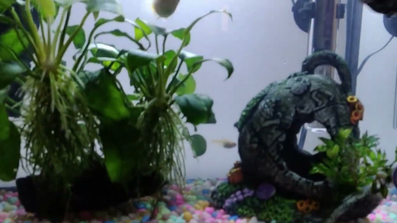Me feed my fish