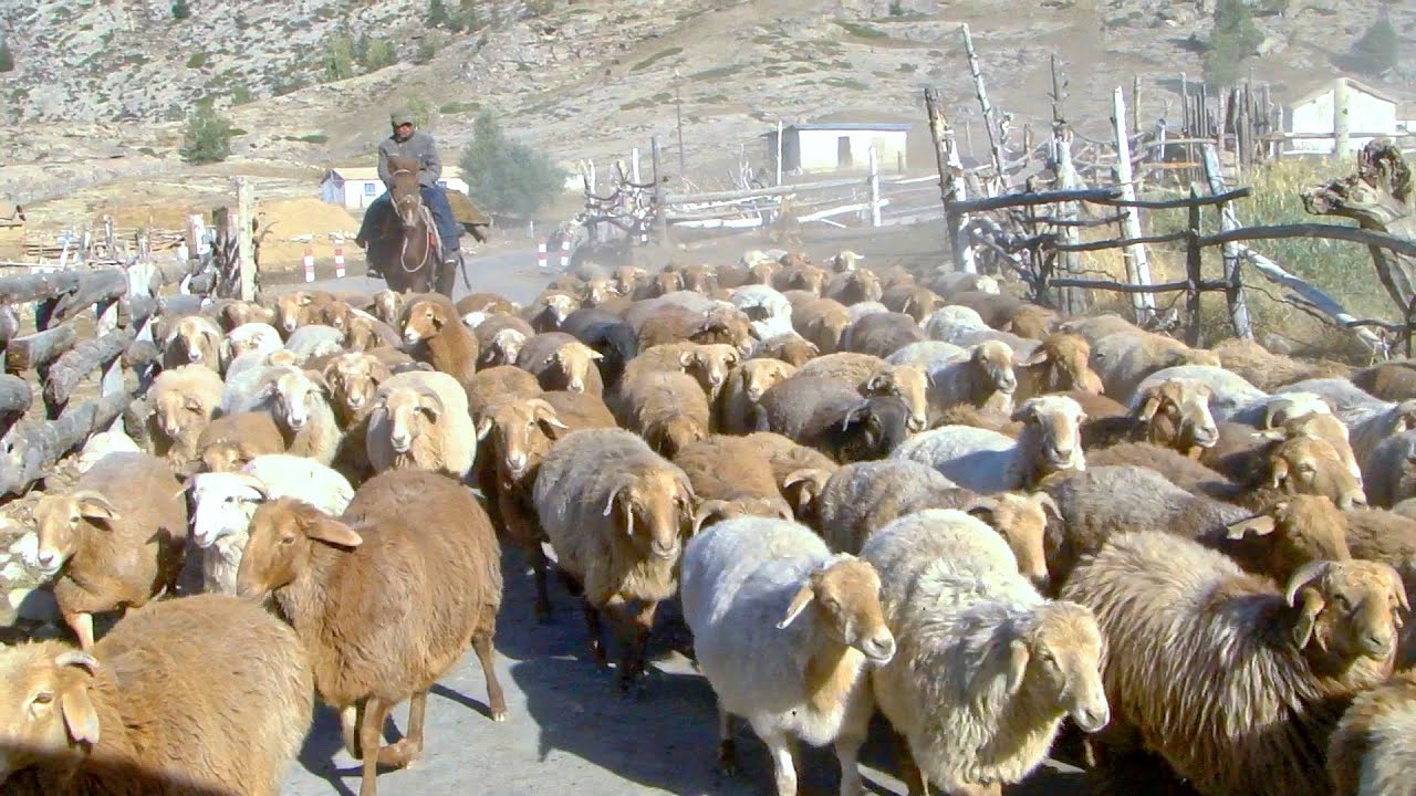 新疆富蘊 - 可可托海景區5/6牧羊人 Keketuohai View Area, Fuyun Xinjiang (China)