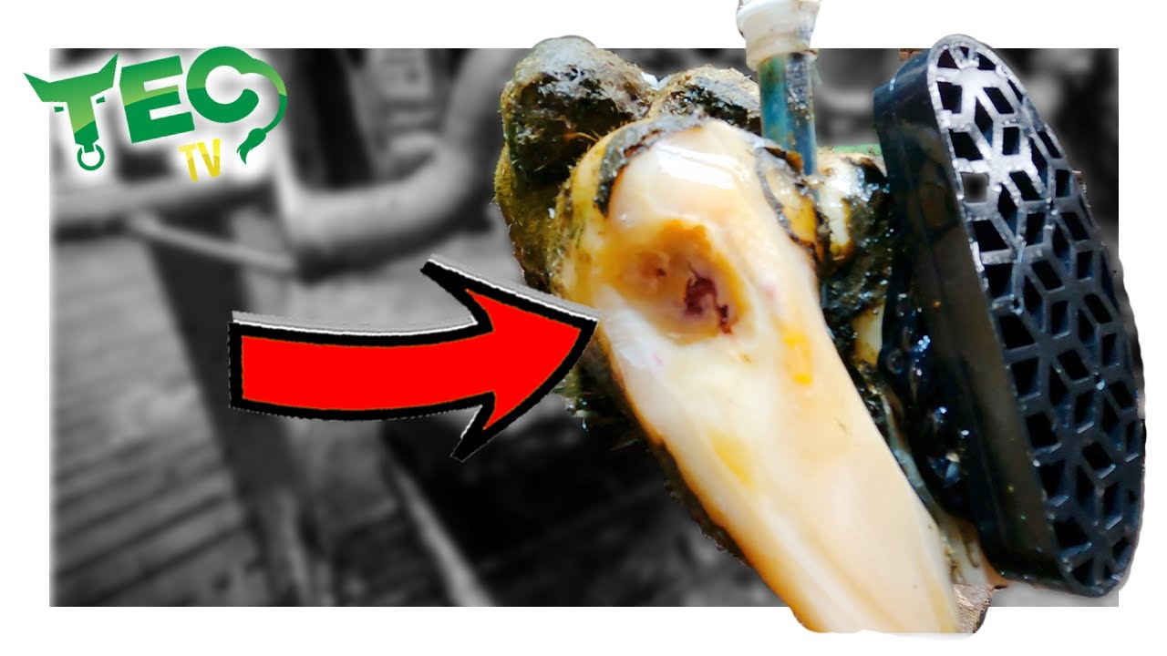 DEEPEST WHITELINE CRACK IN COW'S FOOT | TEC TV