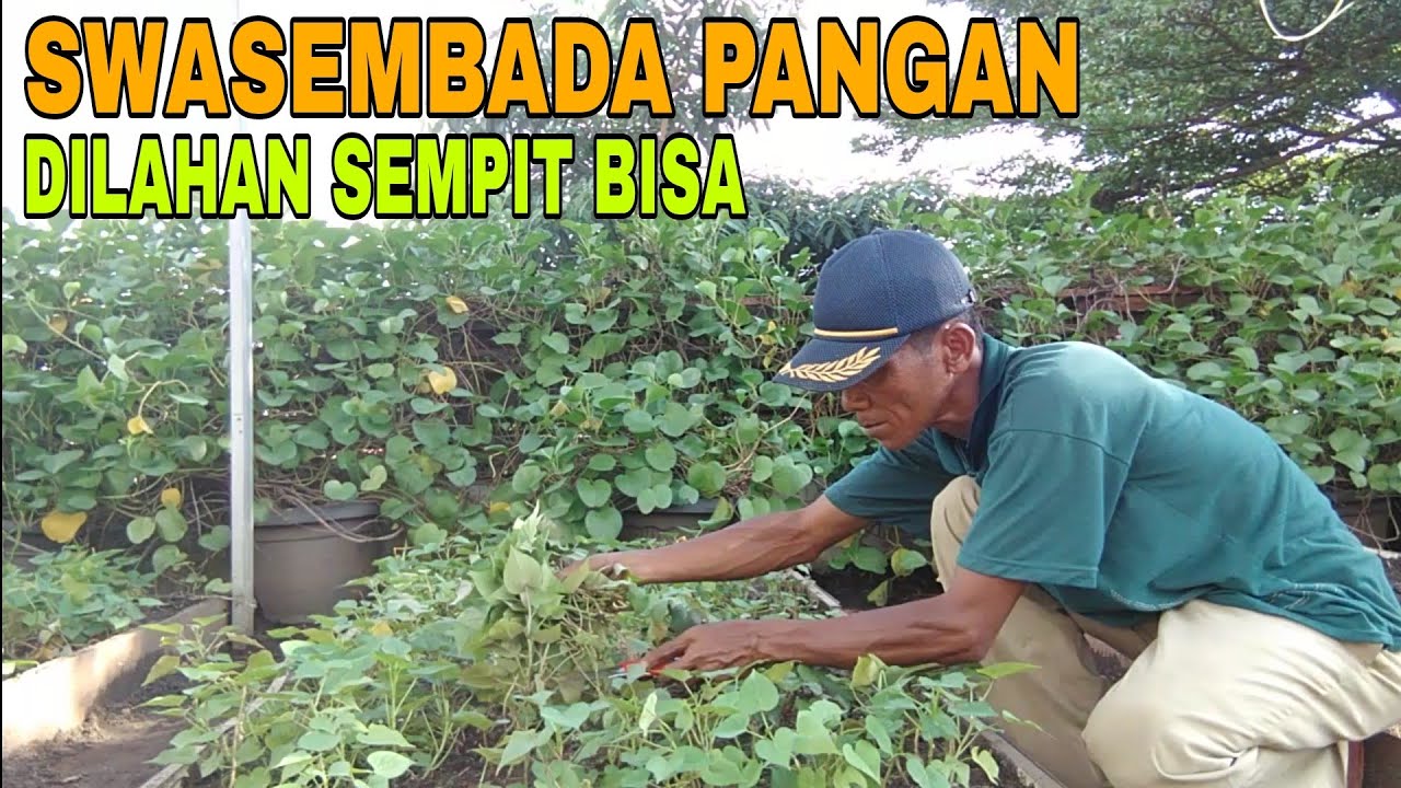 CARA PERBANYAK DAN TANAM UBI JALAR atau UBI RAMBAT !!