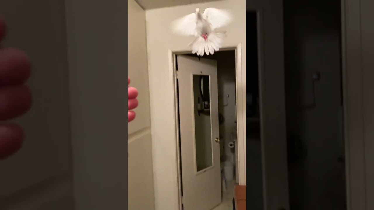 Training a little White Dove to fly to my hand
