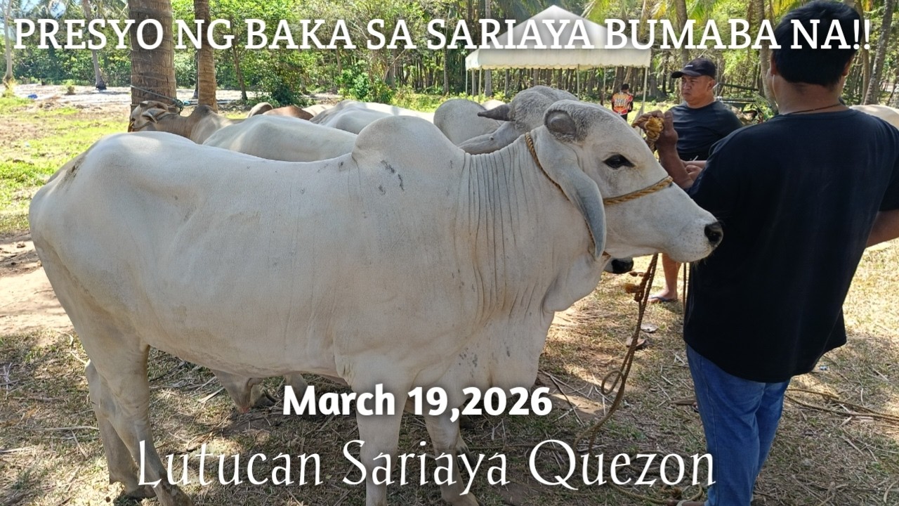 Tawaran ng Bakang Alagain sa Sariaya Quezon!!