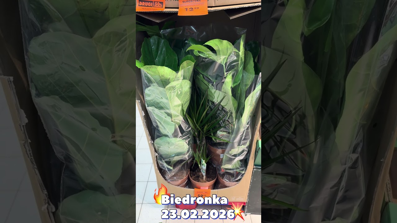 Nowa dostawa roślin w Biedronce i promocja -50% na drugą sztukę (23.02.2026) #plants #rosliny