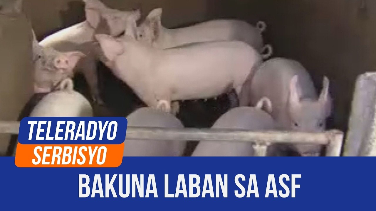 Pork producers plead for swift green light on ASF vaccine rollout | Kabayan (21 April 2025)