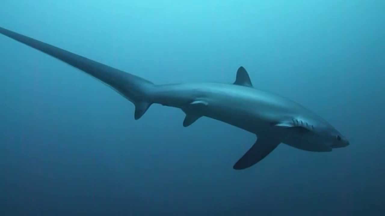 Thresher Sharks Fuchshaie in Monad Shoal Malapascua Philippinen