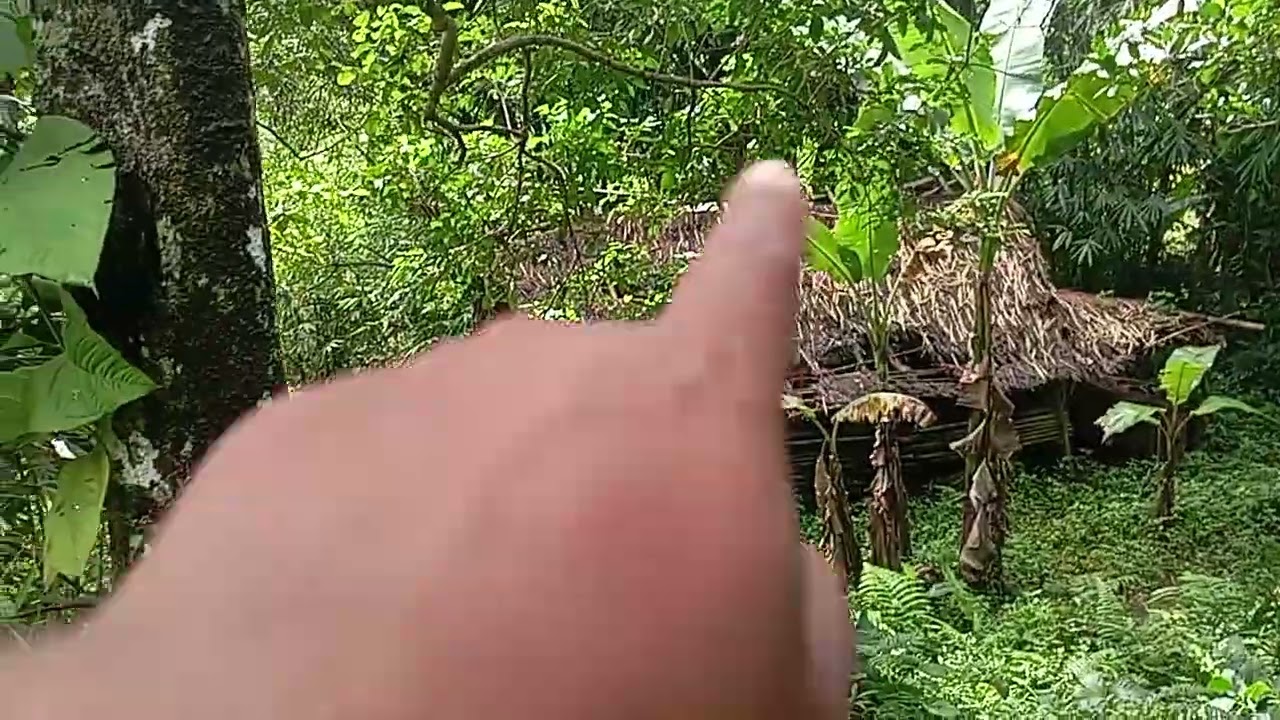 Di jual kebun murah luas 300 m cocok buat rumah bikin villa ber kebun  jual golobal 45juta