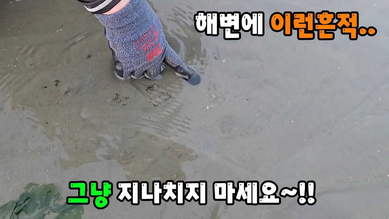 여름휴가 해루질 ~!! 해변에 수상한 흔적이 보이면 무조건 파보세요~!!