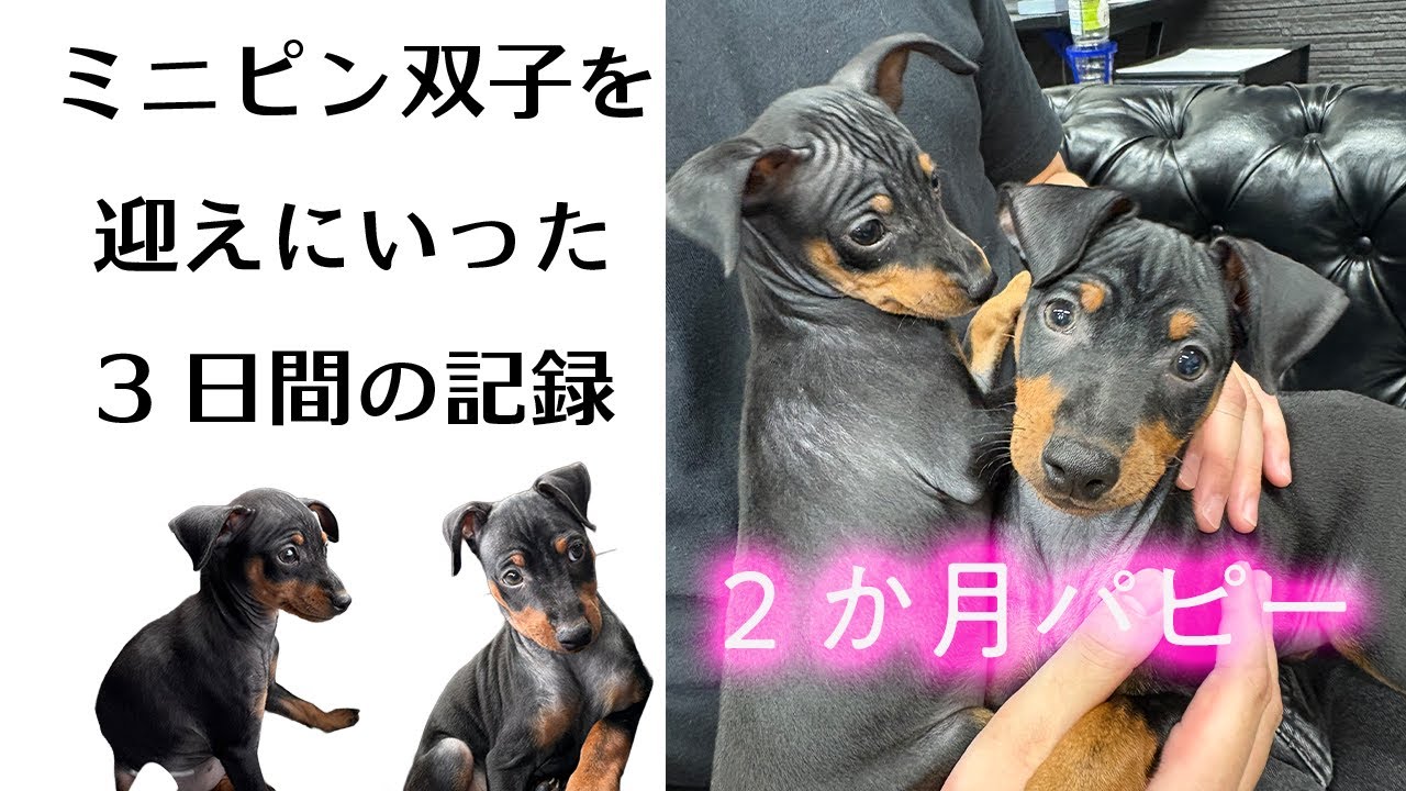 【うちの子になった日】９年ぶりのミニピンパピーをお迎え！実家で過ごした３日間で家族皆メロメロ💘