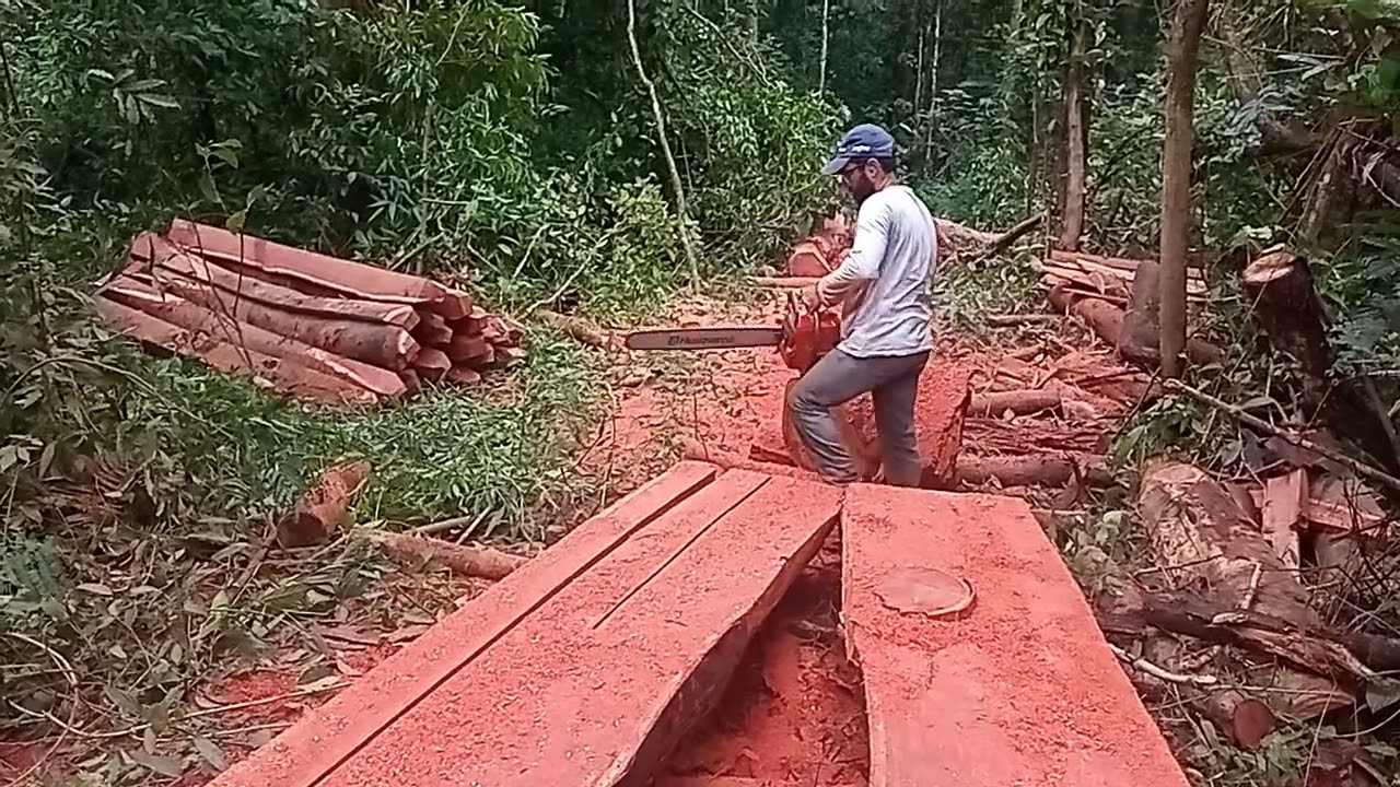 Husquvarna 272 xp apitando fino na desdobra de mourão pra curral .👏👏👏👏👏💪💪