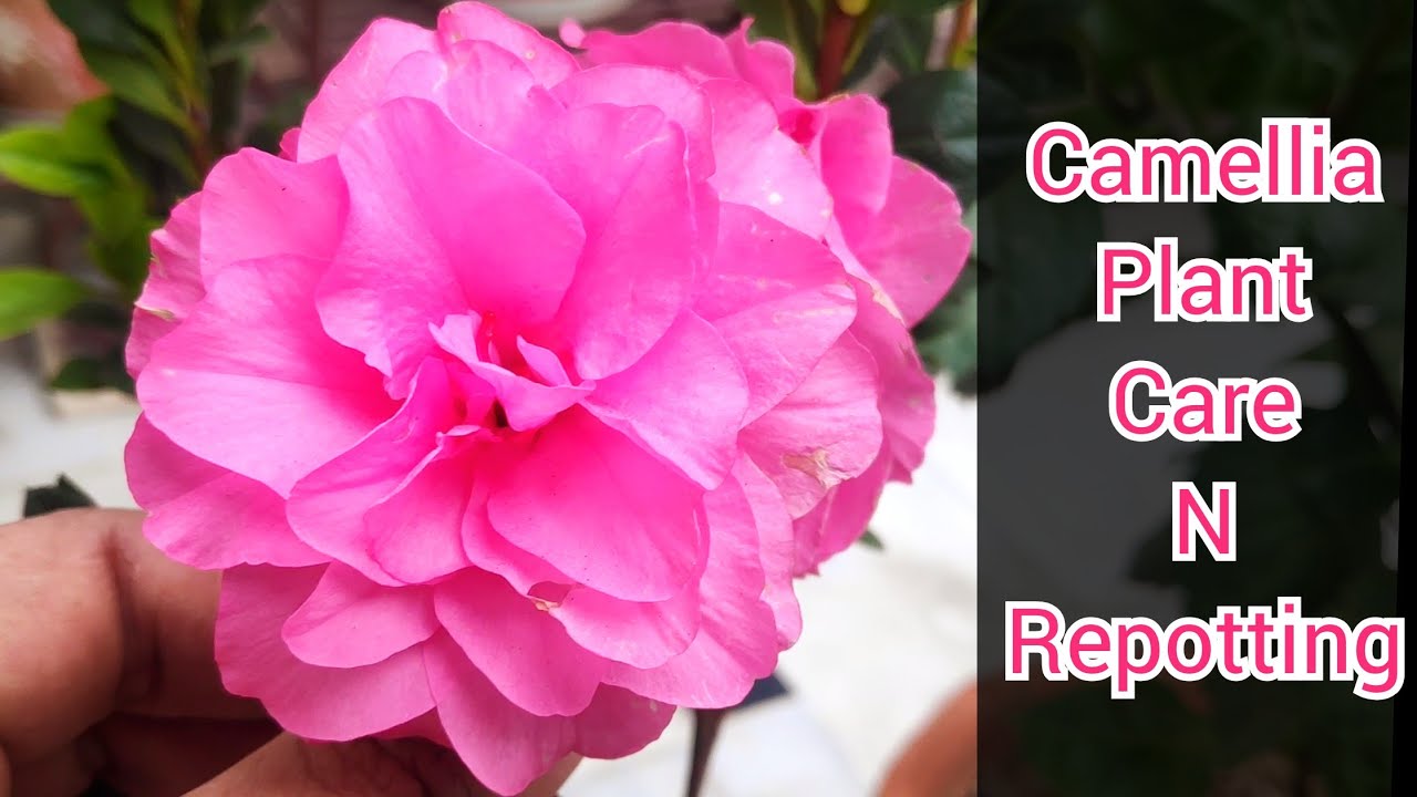 नर्सरी से लाने के बाद ऐसे लगाएं, Camellia plant grow n care tips in pot