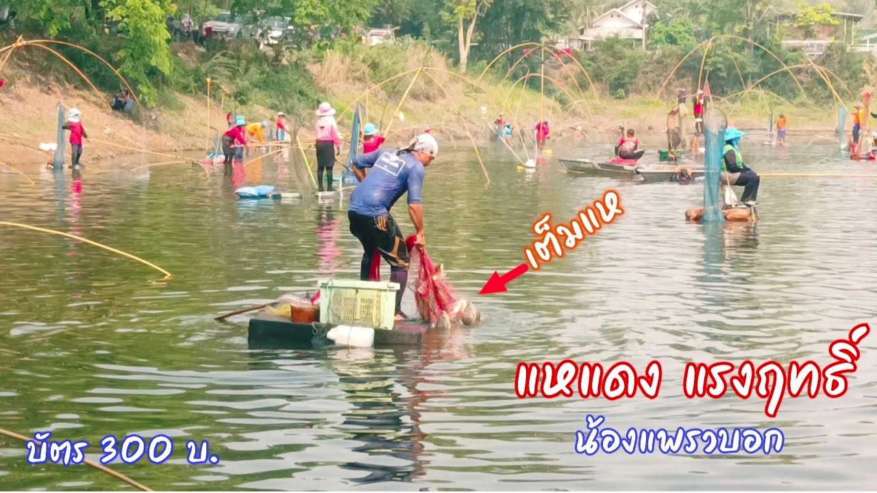 ใหญ่ๆทั้งนั้น แหแดงแผลงฤทธิ์ นิลไซส์โล แบบนี้หว่านมันเลย บ.ห้วยเจริญ จ.อุดร/ ตุ้มแพรว พาเพลิน EP.778