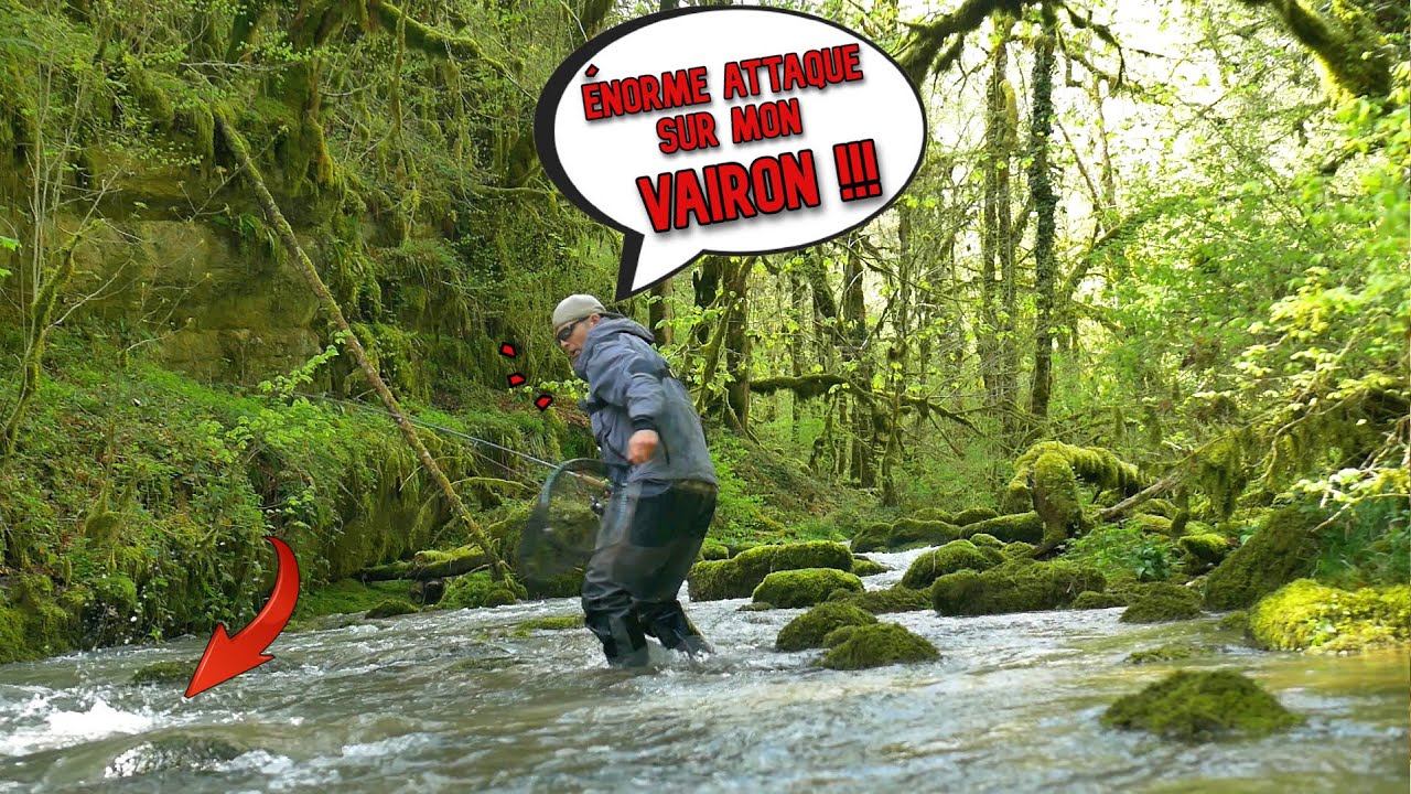 cette TECHNIQUE VAIRON MANIÉ est ULTRA EFFICACE PREUVE en IMAGE