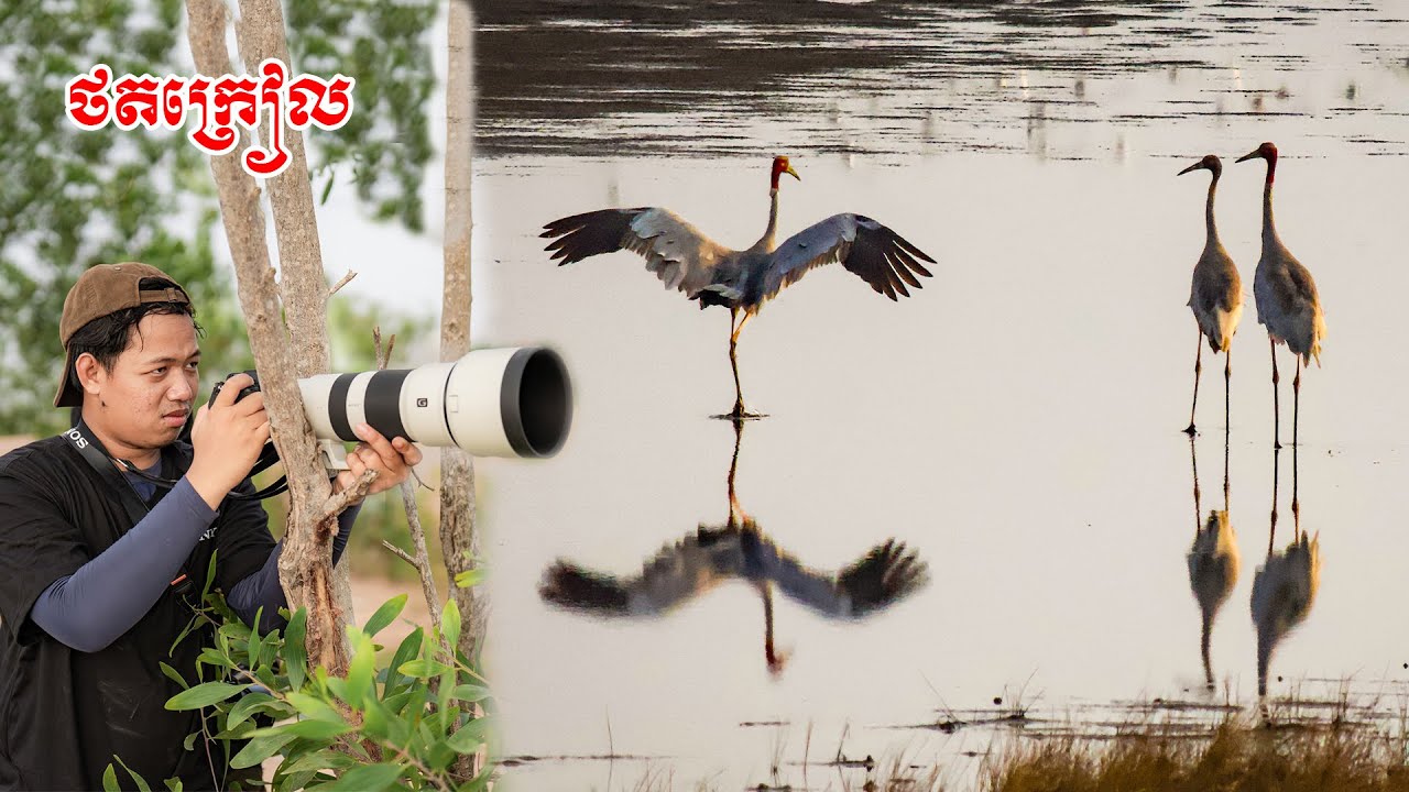 Winged Wonders of Kampot: A Bird Photography Journey #vlog01