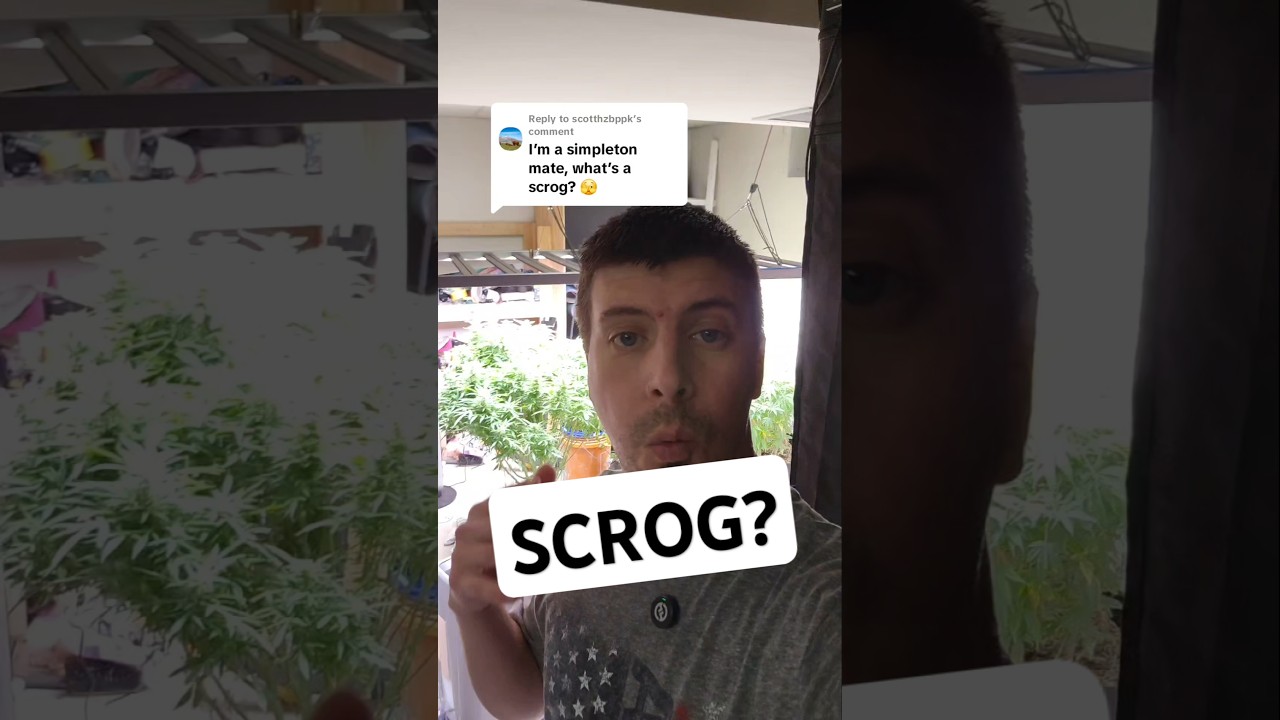 what is a scrog? #gardening #plants #scrog #mobuds314