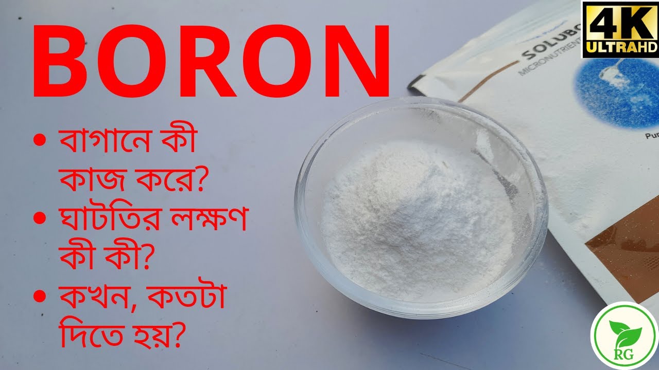 ফুল ফল ঝরার যন্ত্রণামুক্তি| চুটকিতেই চমকে দেবে বোরন | BORON Deficiencies Explained|@RAJ Gardens| 4K