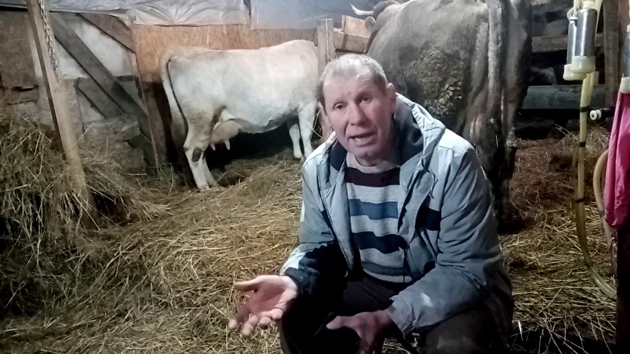 Сколько стоит корова.
