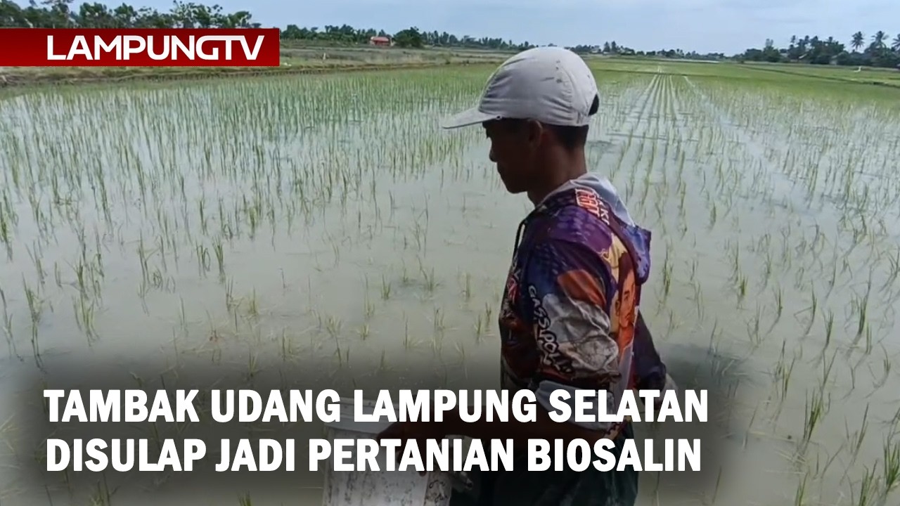 Tambak Udang Lampung Selatan Disulap Jadi Pertanian Biosalin