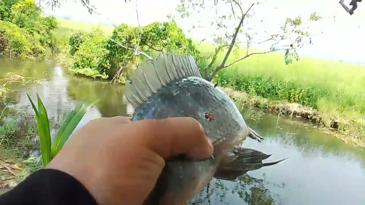 Pinahirapan mo n nman ako bulig ka!!!#ALVARANFISHHUNTER/tiksay fishing!!!