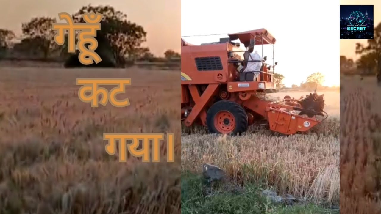 गेहूं कट गया 🌾 | Farmer Ki Life | पूरा दिन खेत में मेहनत