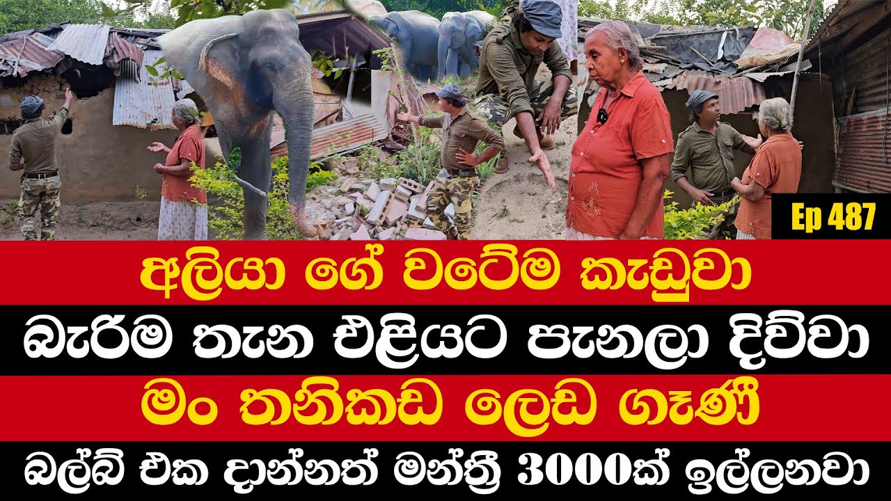 අලියා ගේ වටේම කැඩුවා | බැරිම තැන එළියට පැනලා දිව්වා | මං තනිකඩ ලෙඩ ගෑණී
