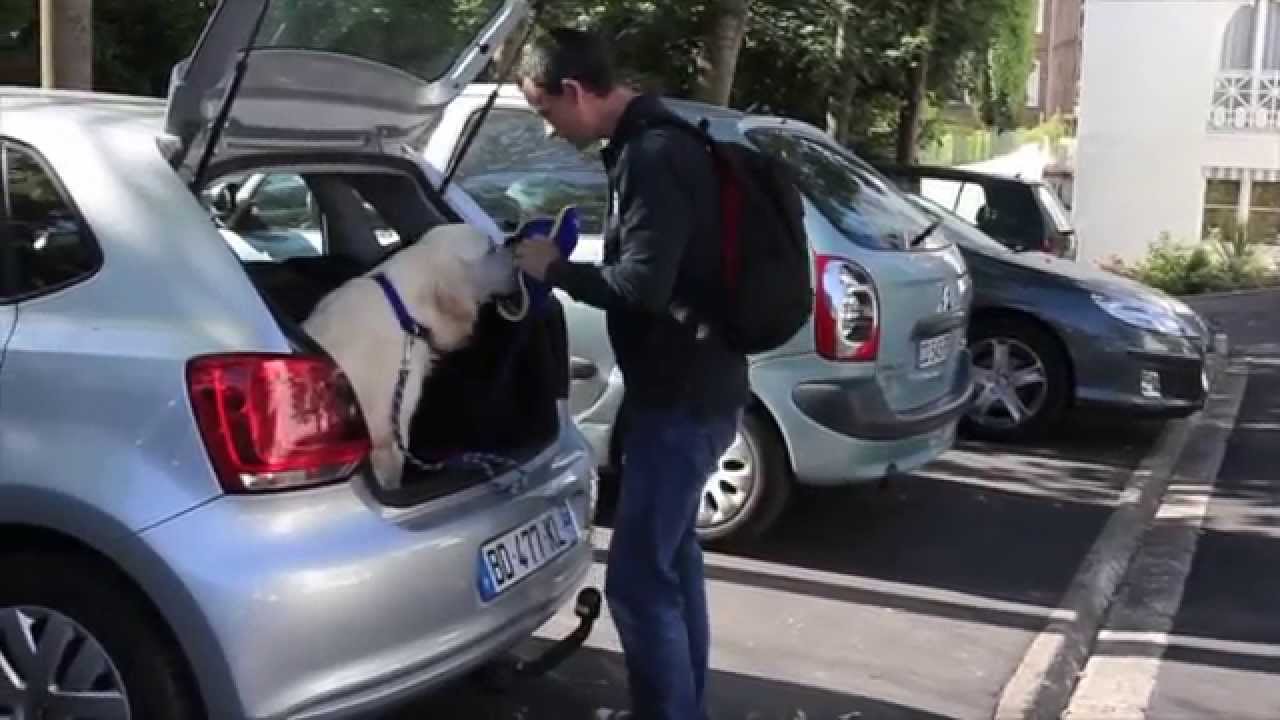 M&eacute;diation animale - D&eacute;couvrez Hamlet, bien plus q'un chien d'assistance !