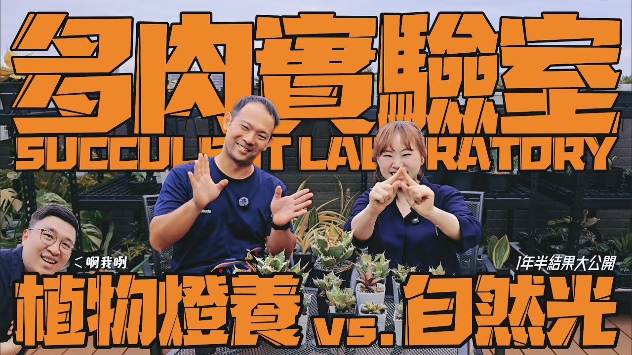 龍舌蘭可以燈養嗎？耗時一年半的實驗結果大公開｜龍舌蘭の燈養vs.自然光養｜【多肉實驗室】｜經典嚴龍｜紅貓｜白鯨｜逆刺｜黑鯨｜狂刺夕映｜A&Y's Succulent Vlog EP.32｜V肉格