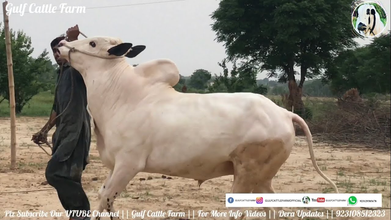 Dhani Bulls Heavy Collection 2023 || Qurbani Lovers Must Visit Gulf Cattle Farm