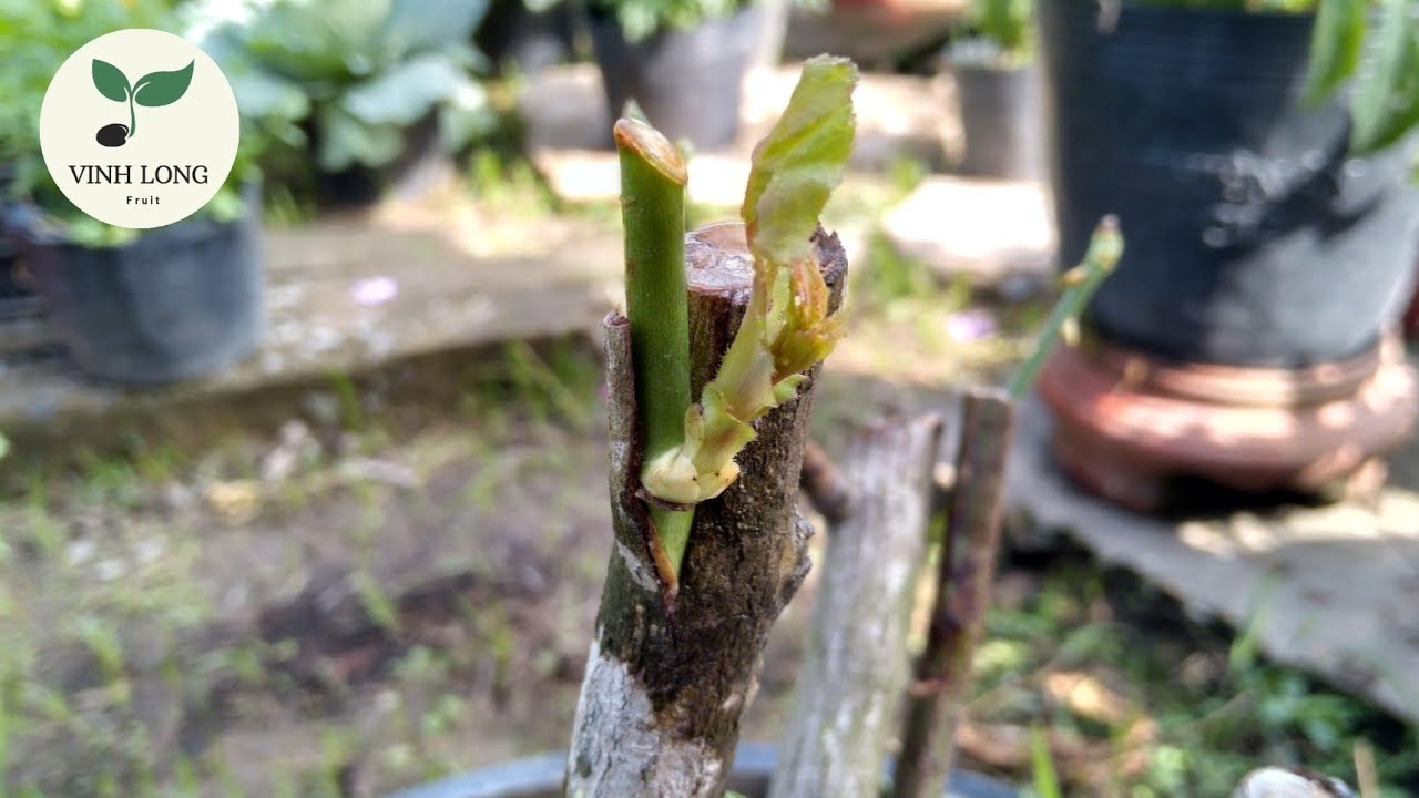 Nhiều c&aacute;ch gh&eacute;p hoa hồng dễ l&agrave;m