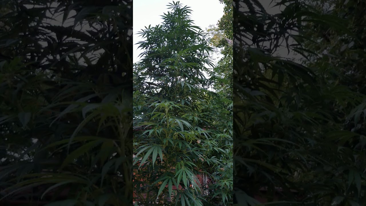 Amnesia weed