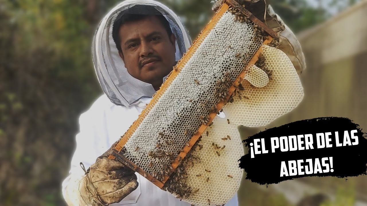 Una Abeja Reina Italiana se Impone ante las Abejas Africanizadas 🐝
