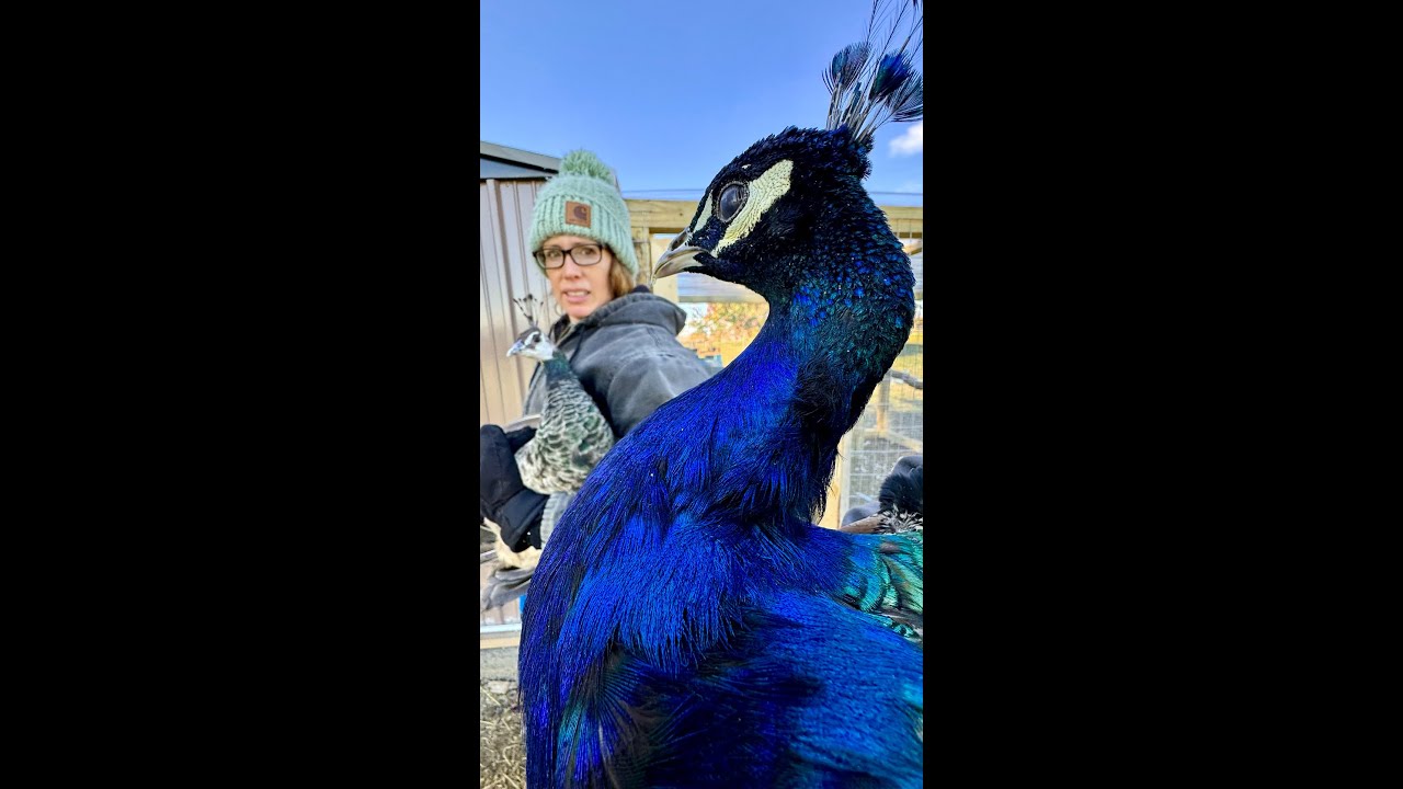 Our Peafowl move into the New Peacock House