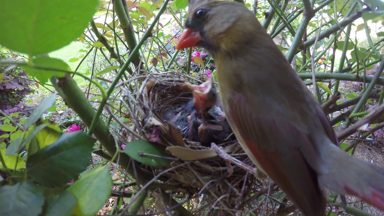 4K Video of Mother Cardinal Feeding Her Babies