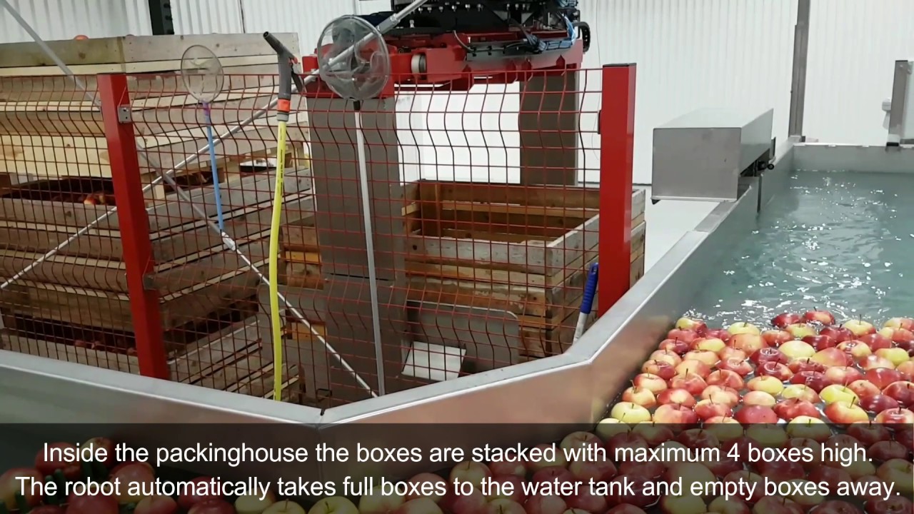 Packing / Sorting apples at Daniels Frukt, Åland Finland