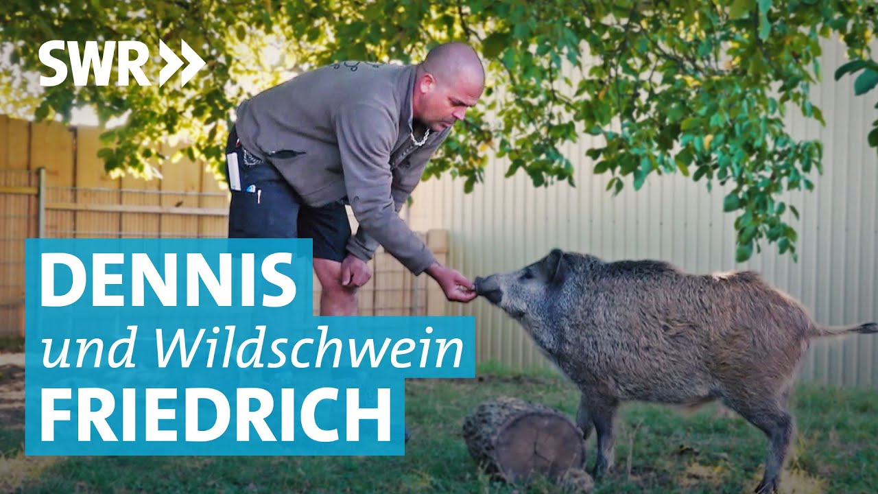 Ein Wildschwein als Haustier: Kann das funktionieren?