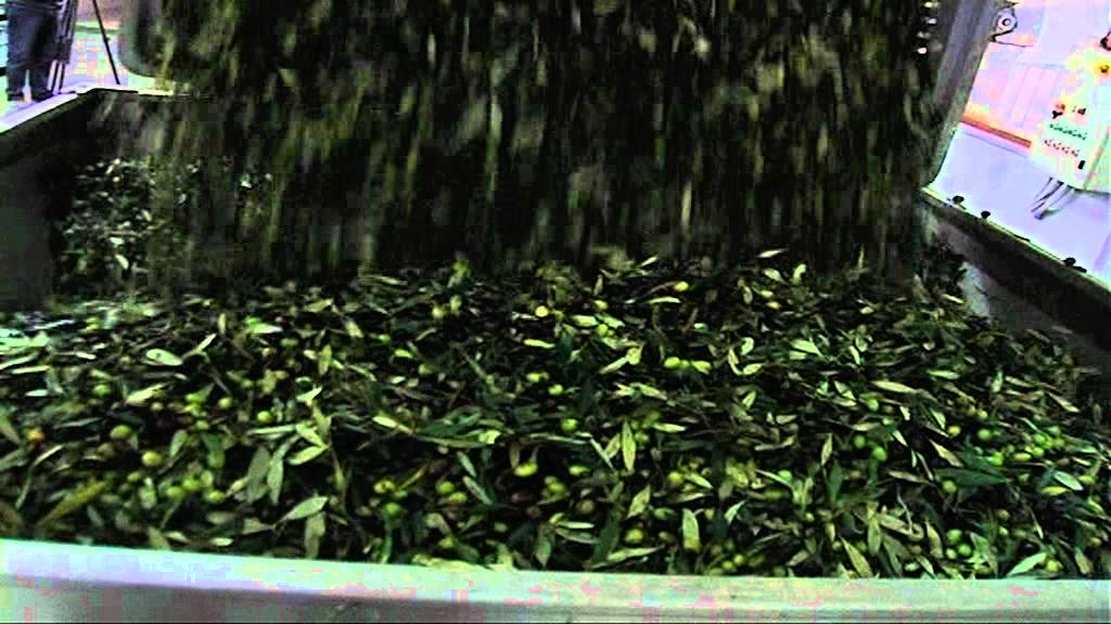 Nas Pescara. Sequestrate 600 tonnellate di olive