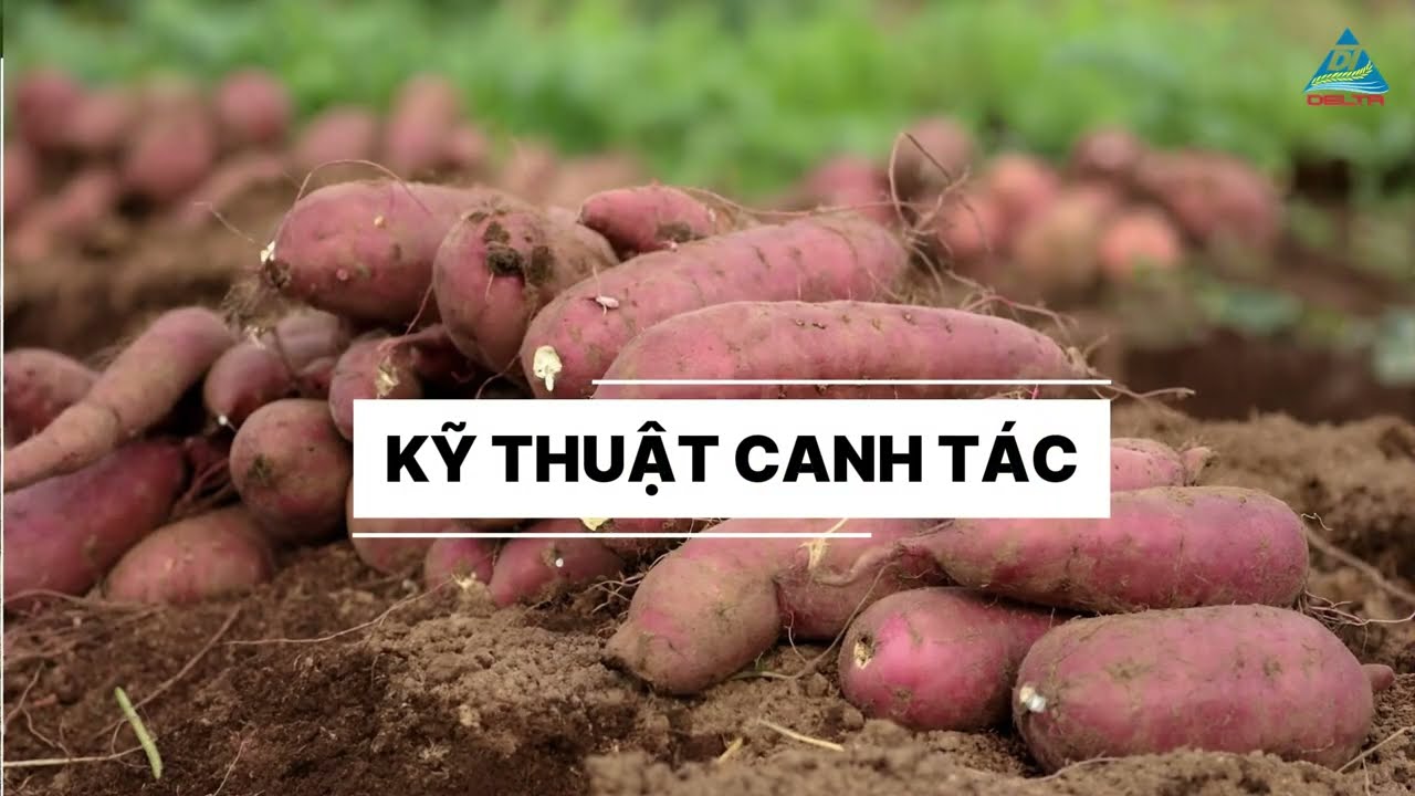 KỸ THUẬT TRỒNG CÂY KHOAI LANG | BVTV DELTA | DELTA - Kinh Nghiệm Nhà Nông | Delta Cần Thơ