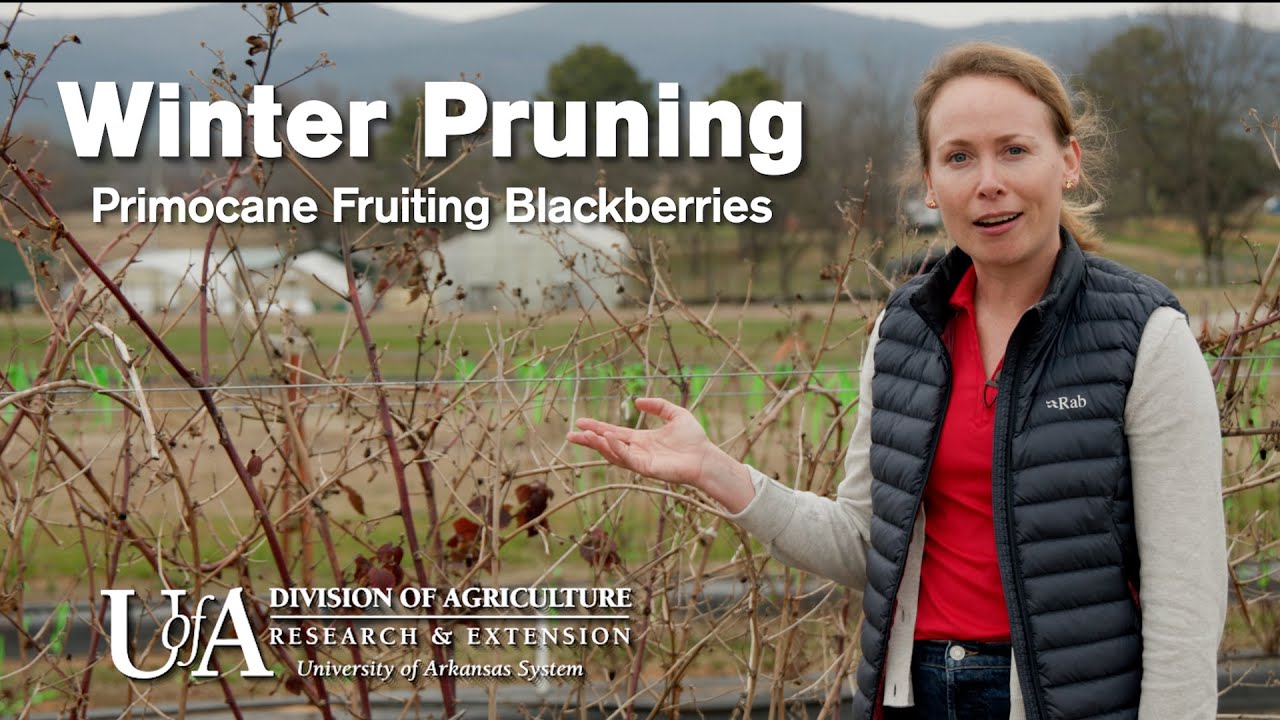 Winter Pruning - How to Prune Primocane Fruiting Blackberries