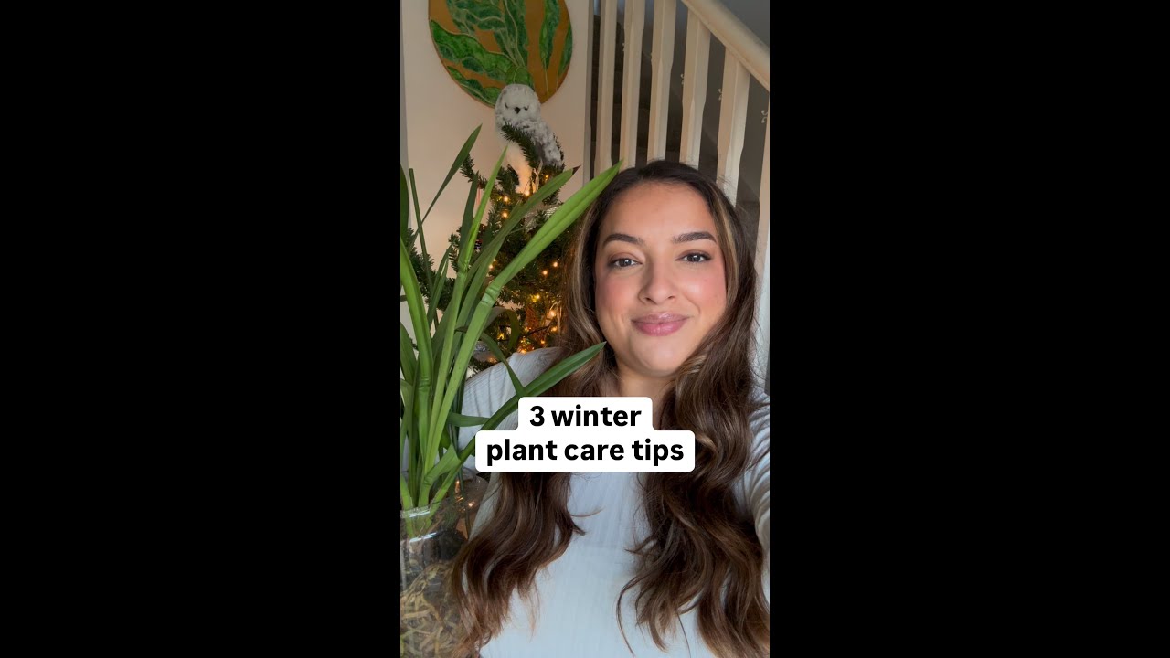 Caring for houseplants this winter