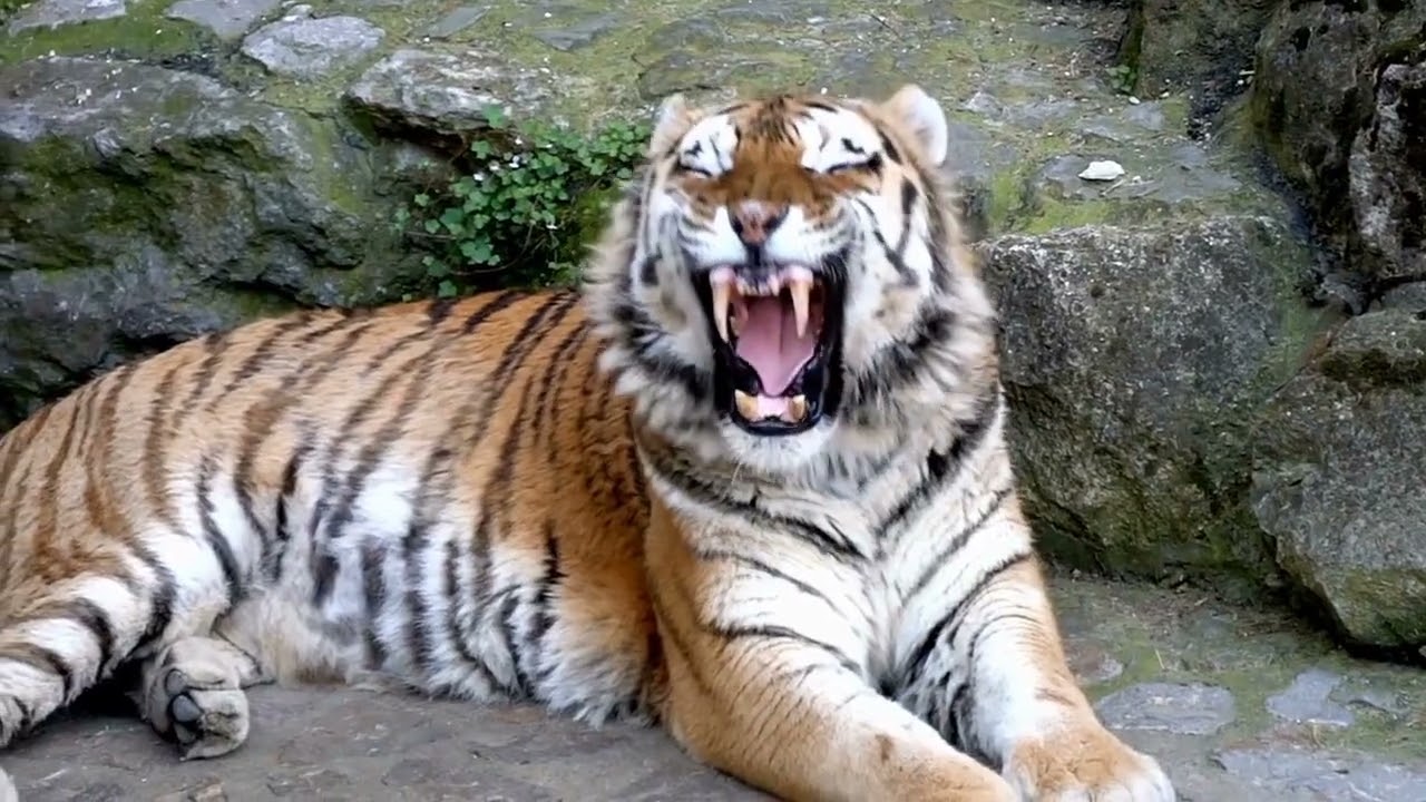 Can Tigers Really Be Domesticated?