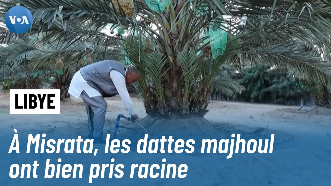Le pari réussi des dattes majhoul en Libye