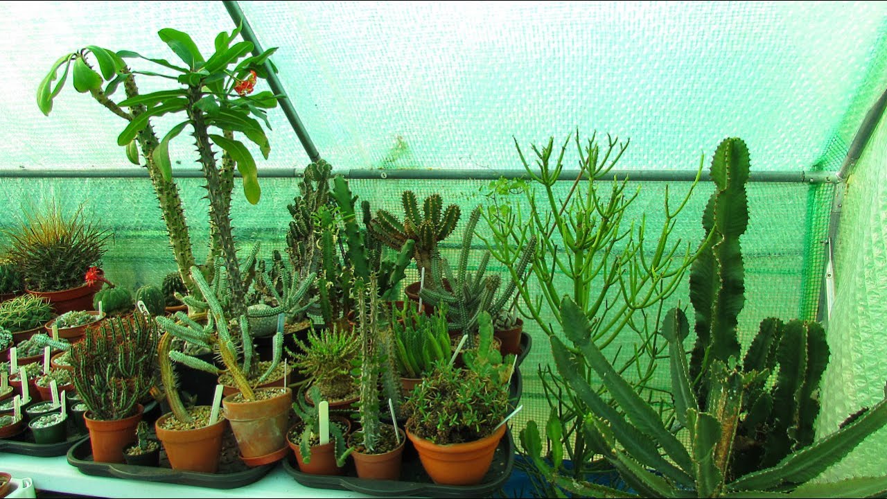 Overwintering Vlog 4 - Euphorbia Succulent Plants