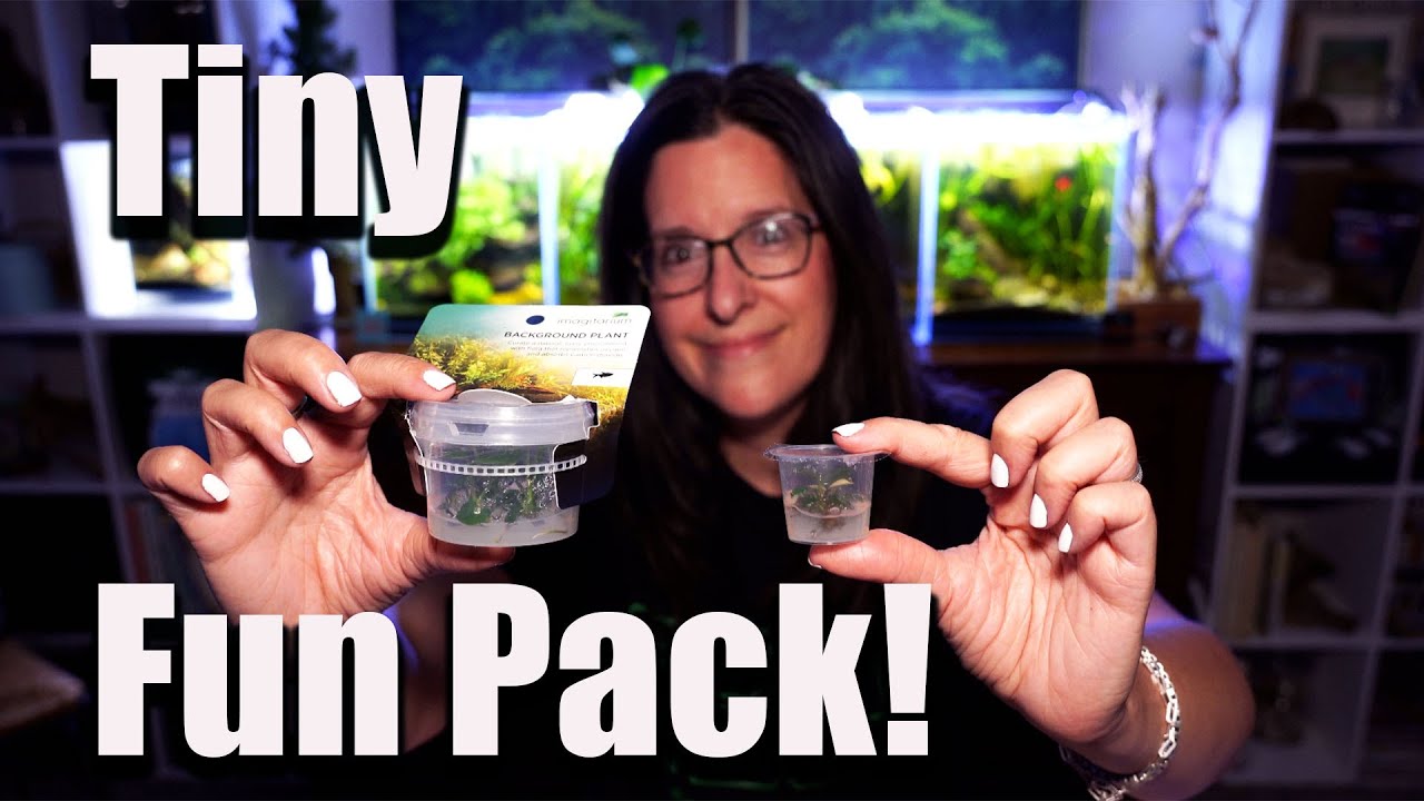 Why You Absolutely Can&rsquo;t Lose Buying These TINY Aquatic Plants!