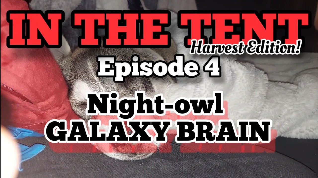 IN THE TENT episode 4 (harvest edition): GALAXY BRAIN from NightOwl seeds.TERPACABRA Night Owl Seeds