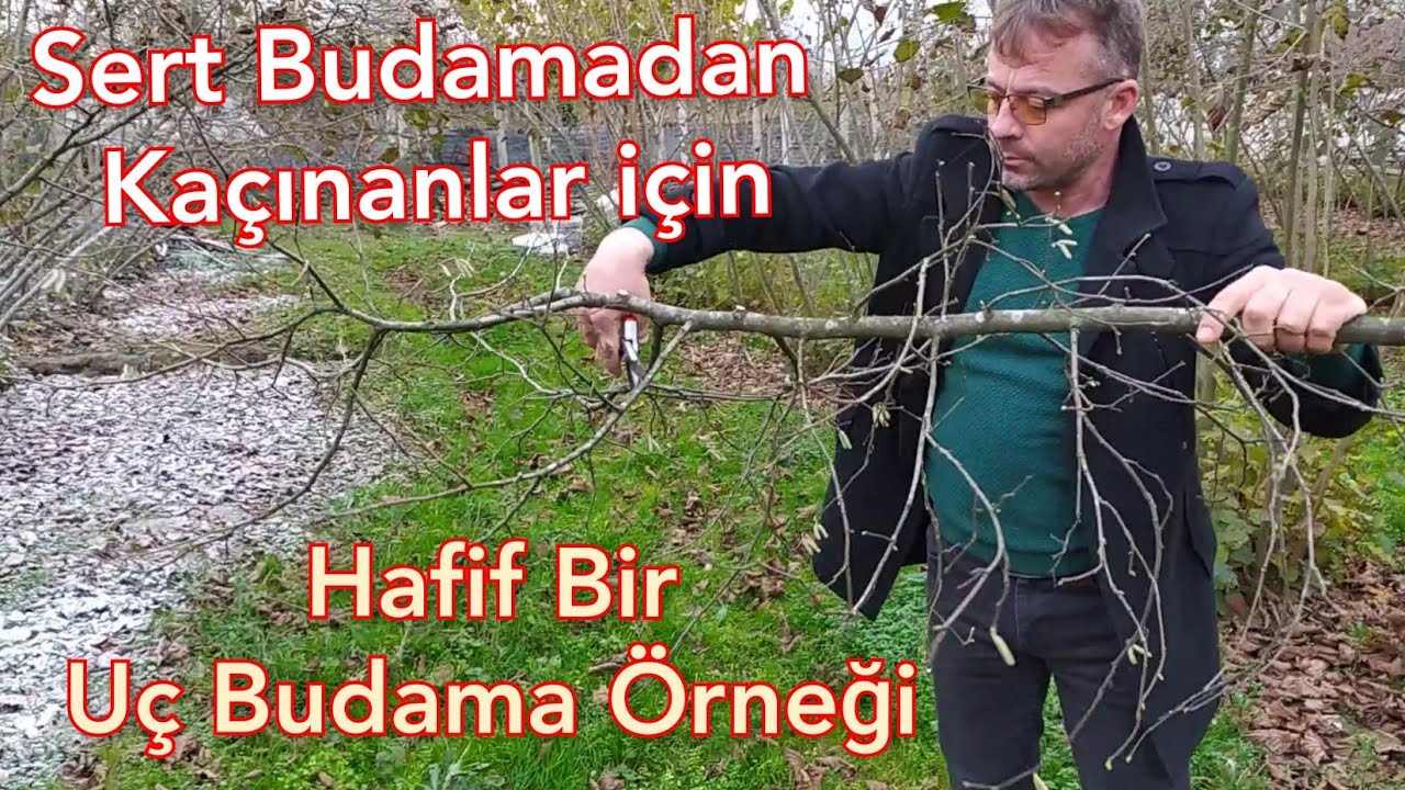 Fındık uç budama. | Sert budama yapılırsa; verim kaybı yaşanır mı ? Ne yapılabilir !